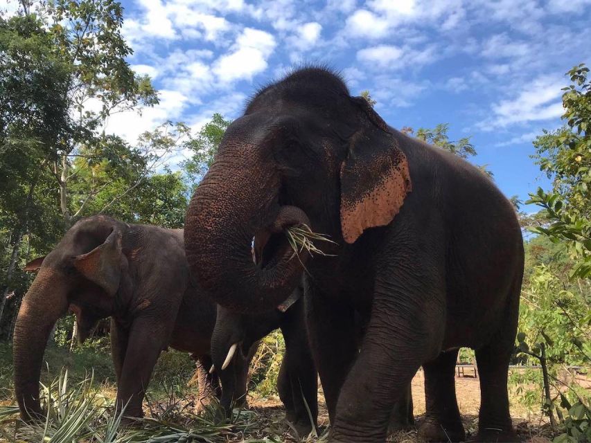 From Bangkok: Pattaya Ethical Elephant Sanctuary Day Trip - Activities at the Sanctuary