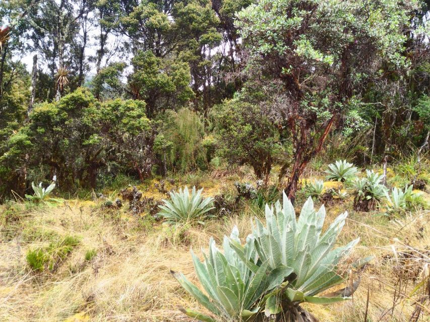 From Bogotá: Chingaza National Park Eco Tour - Wildlife and Ecosystems to Explore