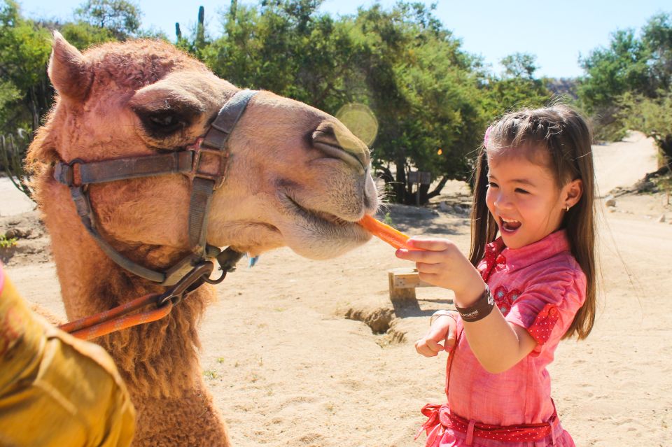 From Cabo: The Tule Canyon Camel Adventure - Camel Riding Through the Beautiful Landscape