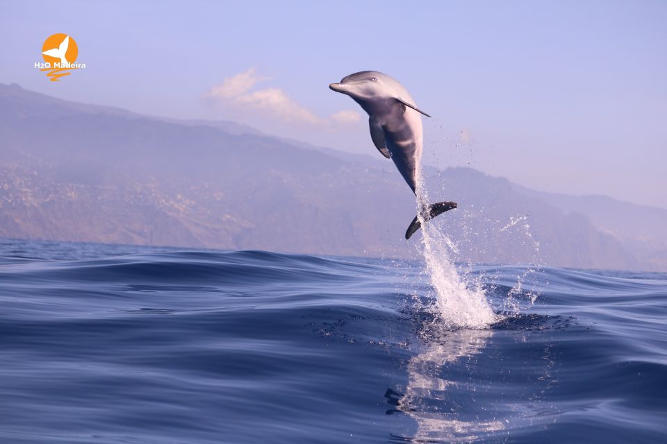 From Calheta: Whale and Dolphin Watching RIB Boat Tour - Meeting Point and Arrival