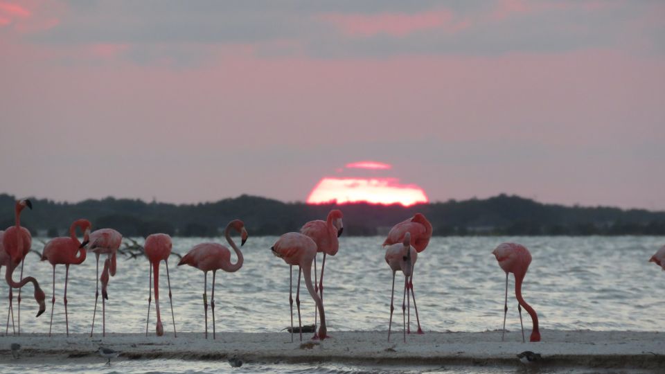 From Cancun: Tarpon Fly Fishing Tour in San Felipe, Yucatan - Meals and Refreshments