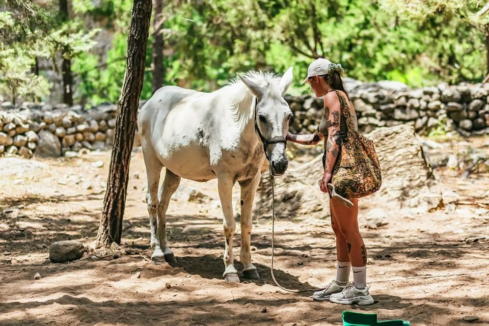 From Chania: Full-Day Samaria Gorge Trek Excursion - Important Information