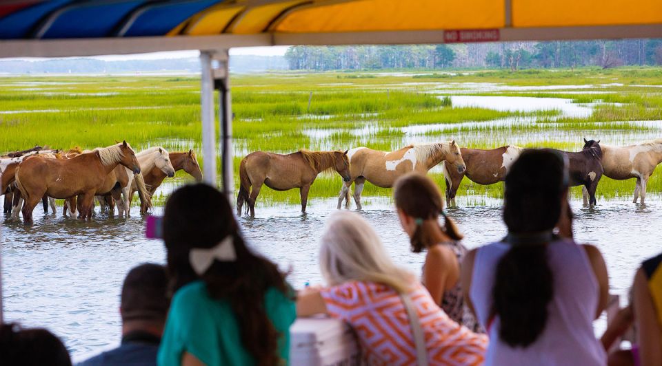 From Chincoteague Island: Assateague Island Boat Tour - Assateague Lighthouse Viewing