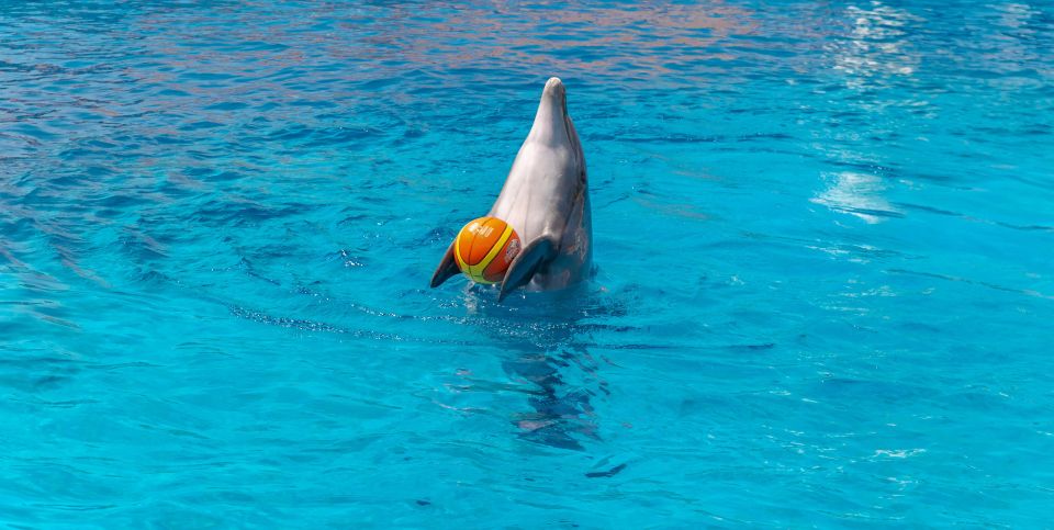 From City of Side/Alanya: Sealanya Dolphin Show W/ Transfers - Transportation Details
