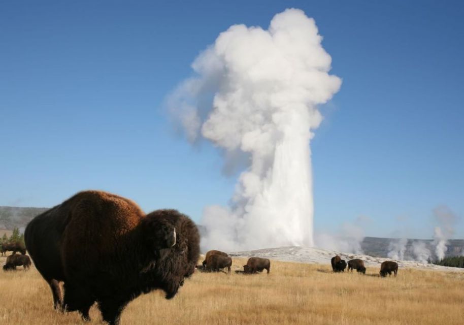 From Cody: Full-Day Yellowstone National Park Tour - Tour Itinerary