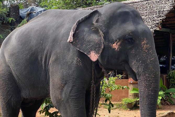 From Colombo to Sigiriya Lion Rock & Minneriya Half Day Safari - Pricing and Cancellation Policy