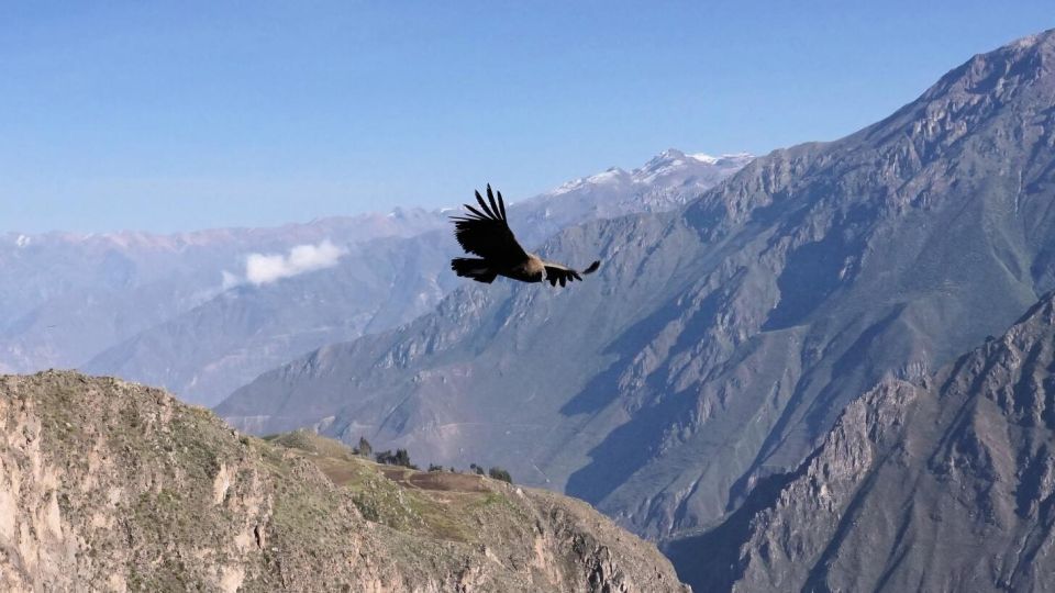 From Cusco: Condor Sighting in Chonta - Booking Process