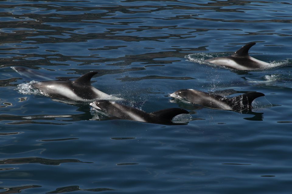From Húsavík: Traditional Whale Watching Tour - Inclusions and Amenities