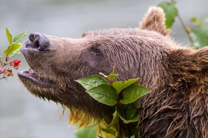 From Jackson: Full-Day Grand Teton Wildlife and Scenery Tour With Lunch - Pricing and Booking Information