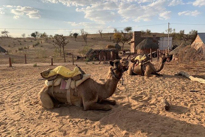 From Jodhpur : Overnight Stay In Desert With Camel Safari - Flexible Cancellation Policy