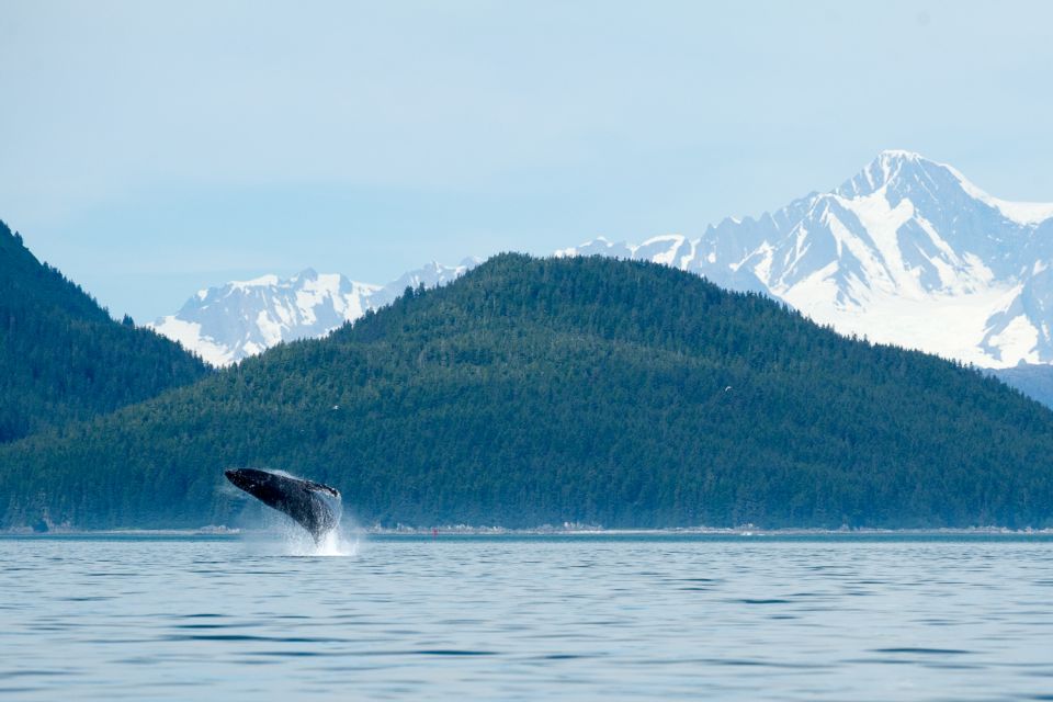 From Juneau: Whale Watching Cruise With Snacks - Duration and Cancellation