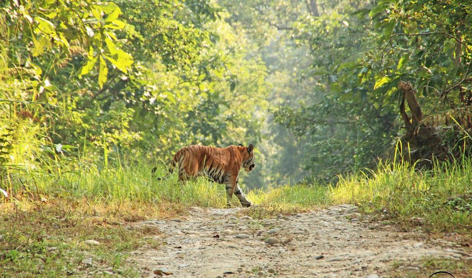 From Kathmandu or Pokhara: 3 Nights Chitwan Jungle Safari - Accommodation Choices