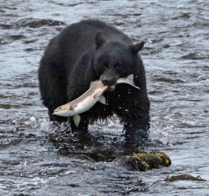 From Ketchikan: Potlatch Totem Park and Herring Cove Tour - Tour Inclusions