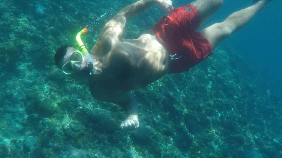 From Lembongan: Snorkeling at Manta Bay, Gamat & Crystal Bay - Marine Life in the Area