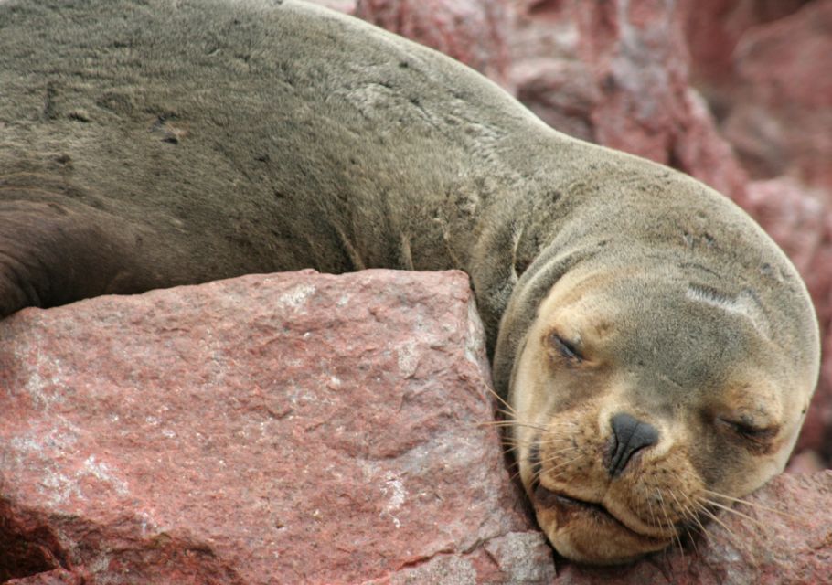 From Lima:Private Tour to Paracas and Ica With All-Inclusive - Ballestas Islands Boat Tour