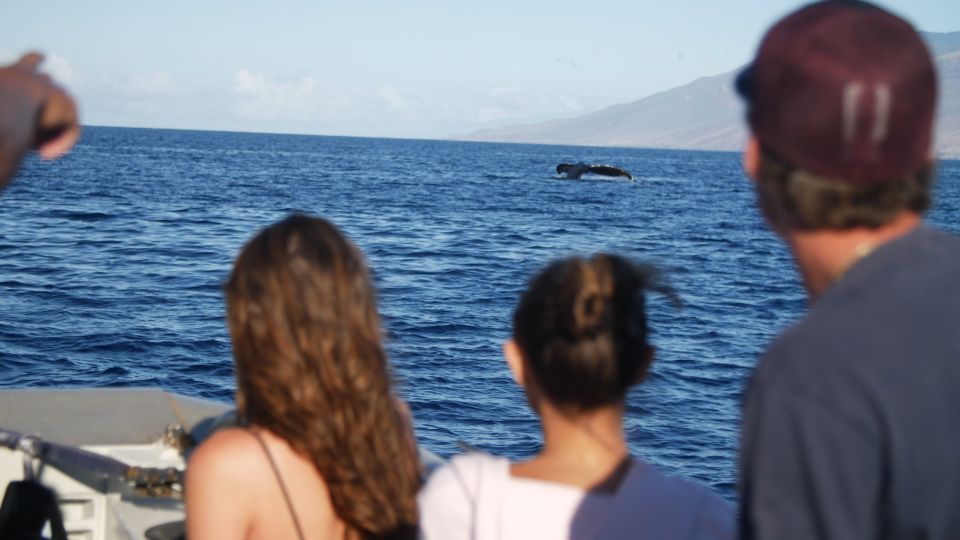 From Maalaea: Whale Watching Catamaran Cruise With Drinks - Meeting Point