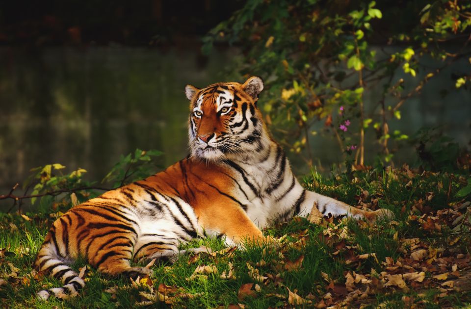 From Nagpur: Pench Wildlife Private Tour With Accommodation - Important Information