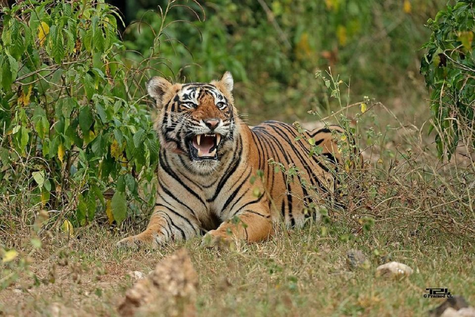 From New Delhi: 3-Day Sariska Tiger Reserve Private Tour - Important Travel Guidelines