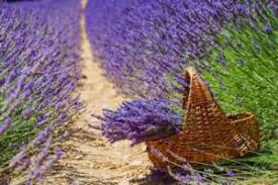 From Nice: Full-Day Provence and Lavender Tour - Experience the Lavender Fields