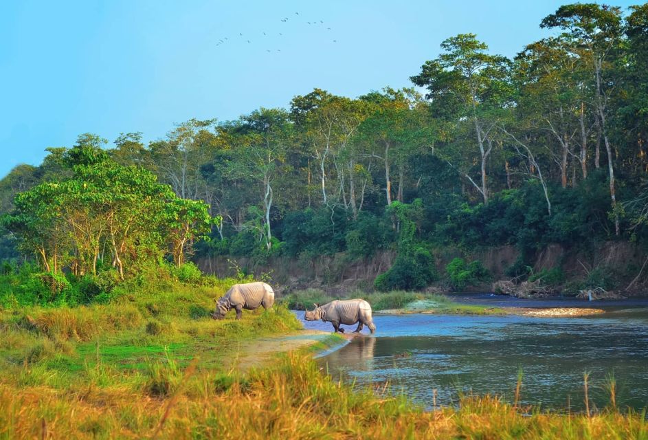 From Pokhara: Private 3-Day Chitwan Jungle Safari Tour - Day 2 Adventures