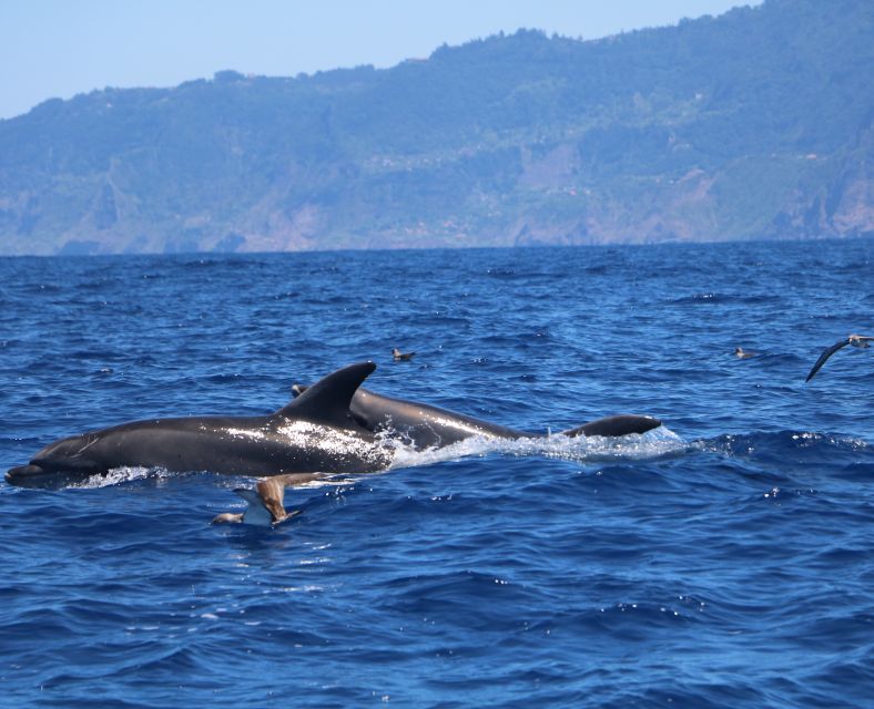 From Porto Moniz: Whale and Dolphin Watching Tour in Madeira - Customer Reviews