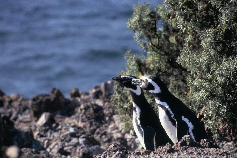 From Puerto Madryn: Punta Tombo Day Trip With Hotel Transfer - Inclusions and Amenities