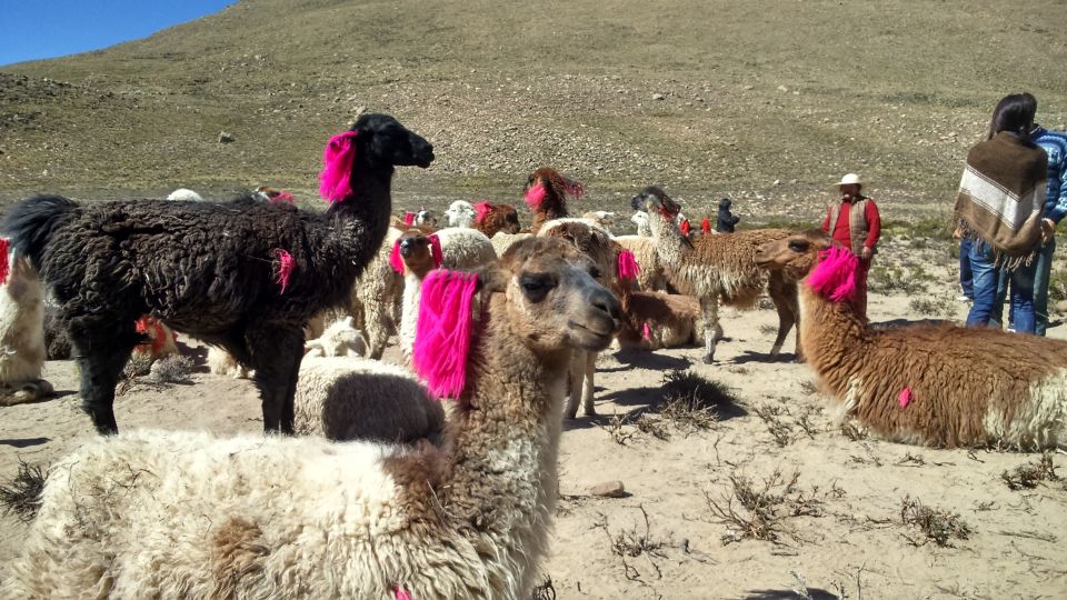 From Puno: 2-Day Colca Canyon Tour to Arequipa - Inclusions of the Tour