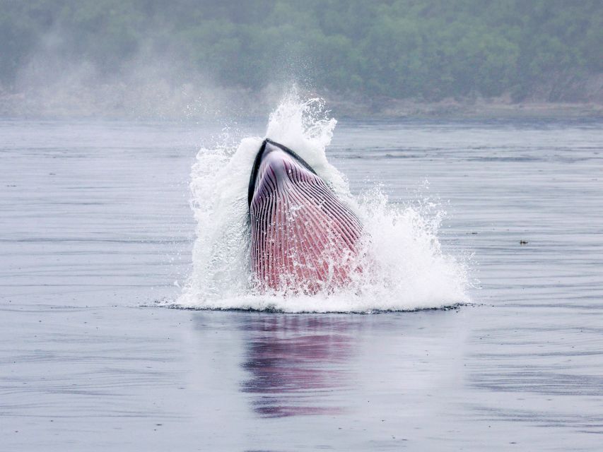 From Quebec City: Whale Watching Excursion Full-Day Trip - Scenic Saguenay Fjord