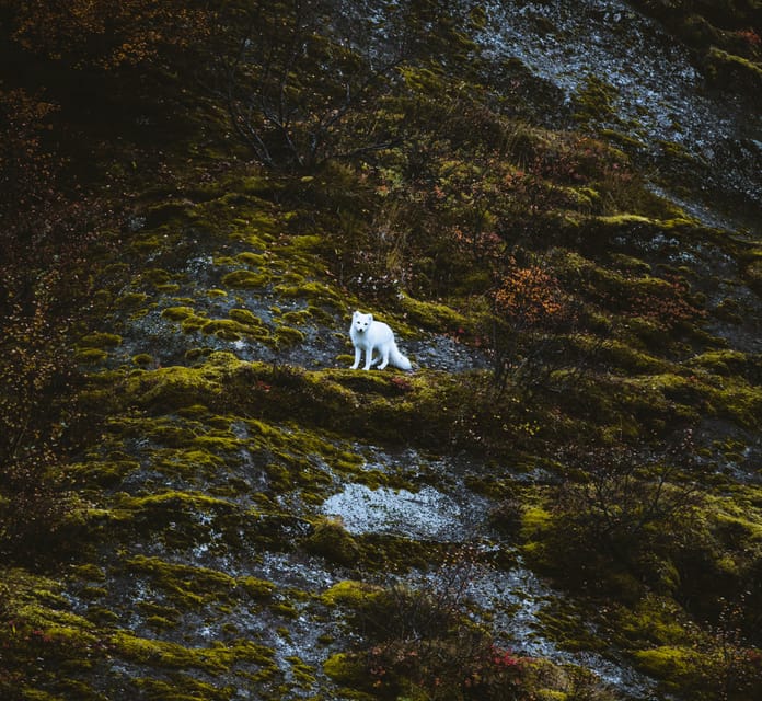 From Reykjavik: 4x4 Private Volcanic Way to Þórsmörk Valley - Environmental Features