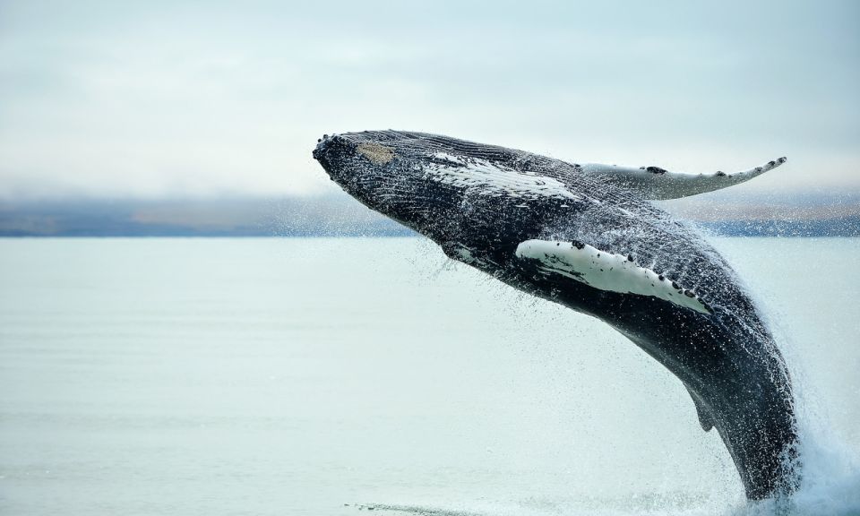From Reykjavik: Full Day Whale Watching & Golden Circle Tour - Transportation Details
