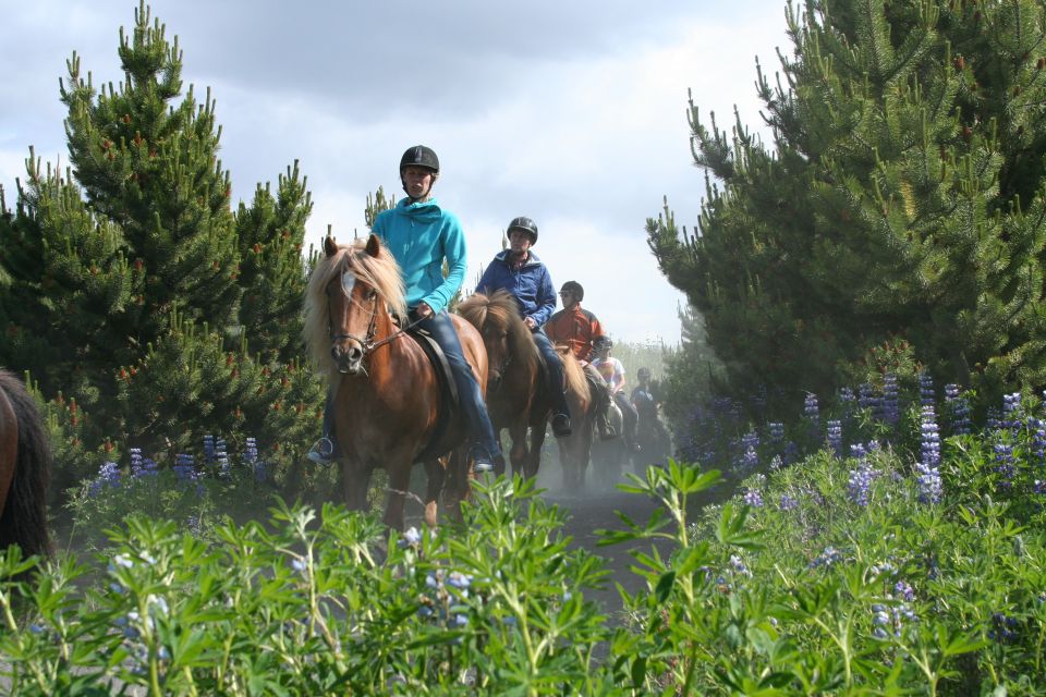 From Reykjavik: Viking Horseback Tour in Hafnarfjordur - Frequently Asked Questions