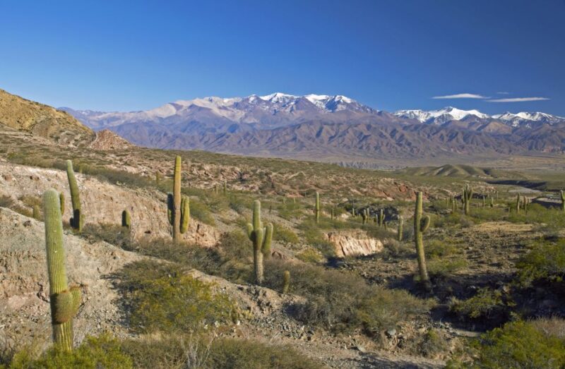 From Salta: Full-Day Scenic Tour to Cachi - Wildlife Spotting Opportunities