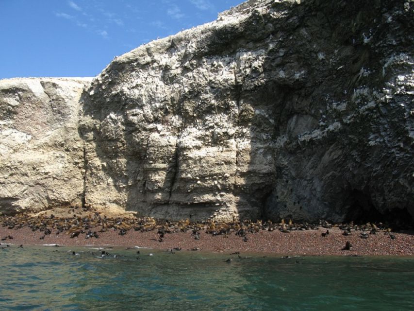 From San Martin Port: Ballestas Islands Tour in Paracas - Wildlife Encountered