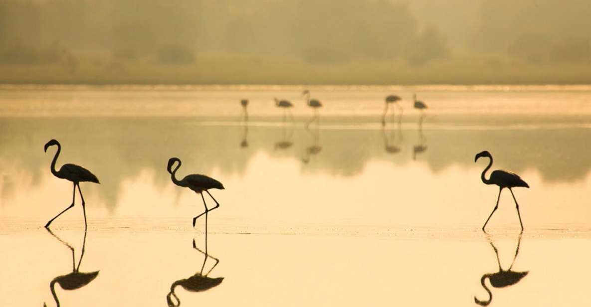 From Seville: Doñana National Park Full-Day Private Tour - Transportation and Language Options