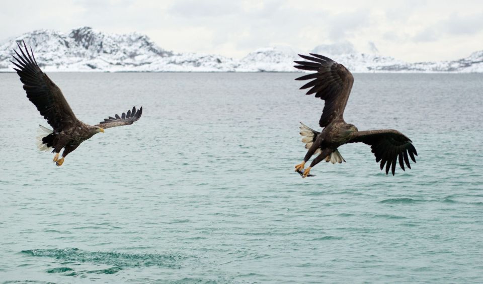 From Svolvaer: Trollfjorden Wildlife RIB Cruise - Wildlife Spotting Tips
