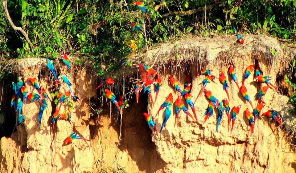 From Tambopata: Parrots and Macaws Clay Lick - Frequently Asked Questions