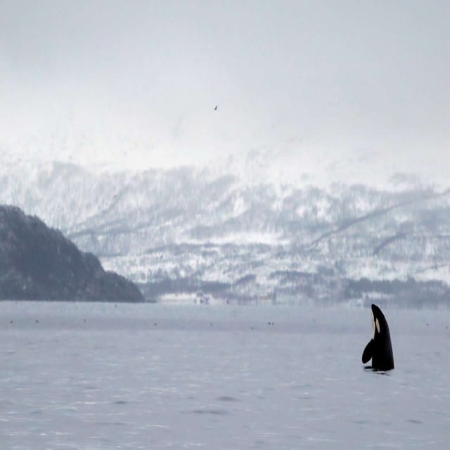 From Tromsø: Skjervoy Whale Watching RIB Boat Tour - Inclusions and Exclusions