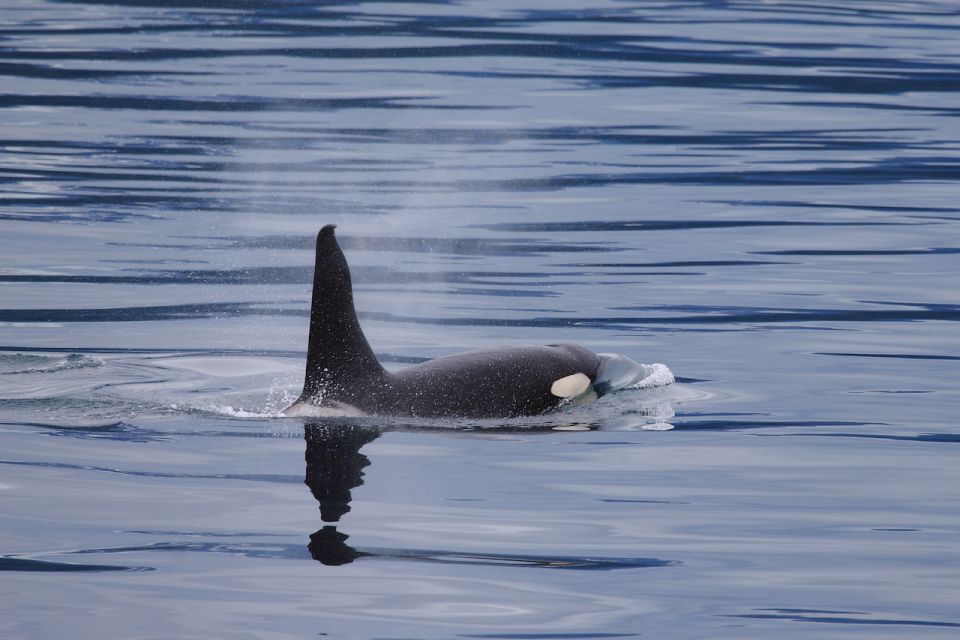 From Valdez: 7.5-hour Meares Glacier & Wildlife Cruise - Pickup and Transportation