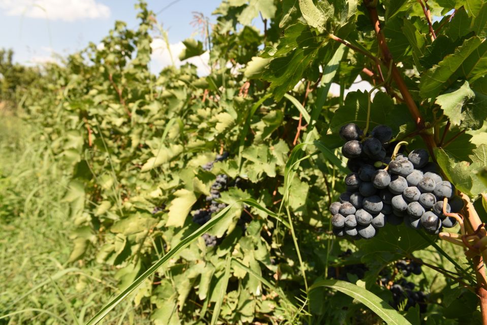 From Yerevan: Trekking and Wine Tasting Tour - Cultural Significance