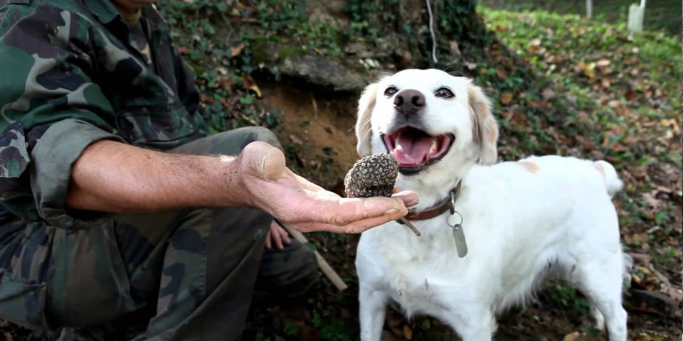 Full-Day Barbaresco Wine Tour With Truffle Hunting and Lunch - Truffle Hunting Experience