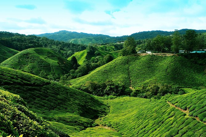 Full Day Cameron Highlands Nature Tour - Booking Information