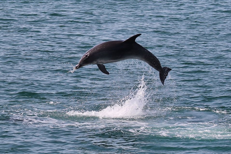 Full-Day Dolphin Watching Tour From Lisbon - Discovering the Beautiful Bay