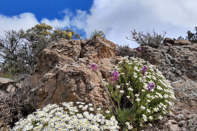 Full Day Hiking Gran Canaria Peaks of Gran Canaria - Cancellation Policy
