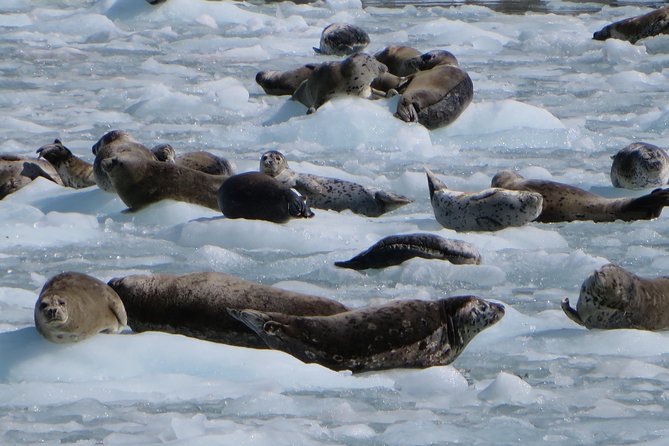 Full-Day Kenai Fjords National Park Northwestern Cruise - Departure and Meeting Point