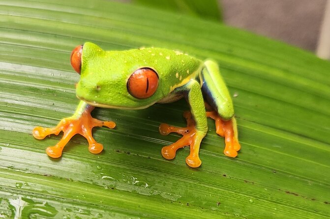 Full Day Poas Volcano, La Paz Waterfall Gardens and Coffee Plantation Experience - Wildlife at La Paz Gardens