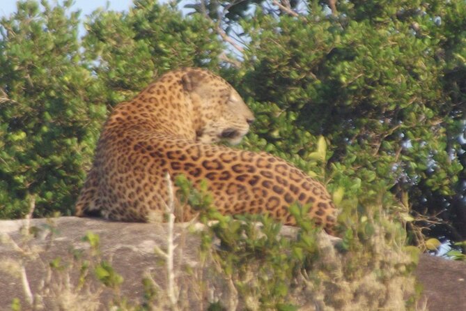 Full Day Safari ( The Best for Leopards ) in Yala - Restrictions and Accessibility