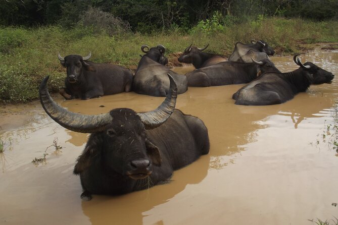 Full Day Safari Tour in Yala National Park - Booking Confirmation and Guarantee