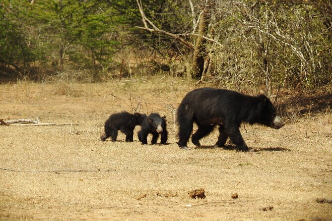 Full Day Safari - Yala National Park - 04.30 Am to 06.00 Pm With - Janaka Safari - Local Breakfast Experience
