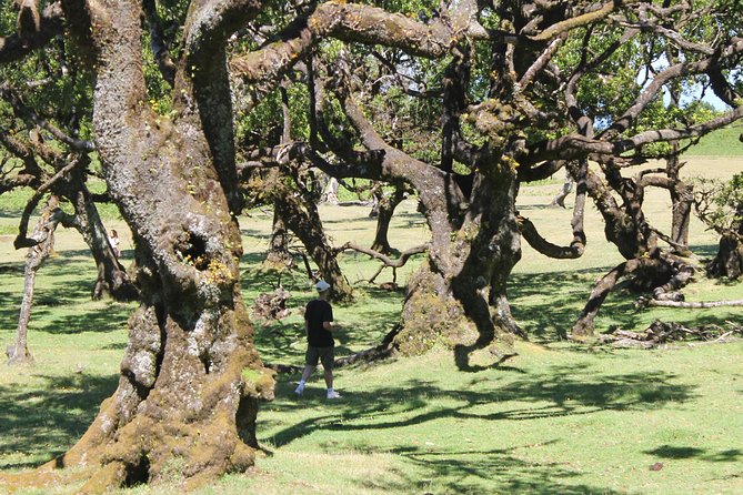 Full-Day Small Group Jeep Safari Tour From Funchal - Tour Accessibility