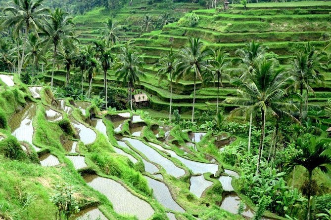 Full-Day Tour Ubud Best Things to Do in Ubud - Pickup Information